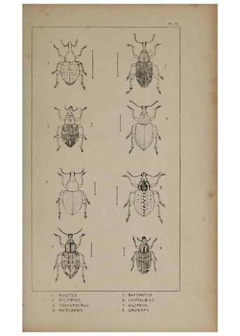 Reproducción/Reproduction 24565376251: The British Coleoptera delineated,. London,W. Crofts,1840.