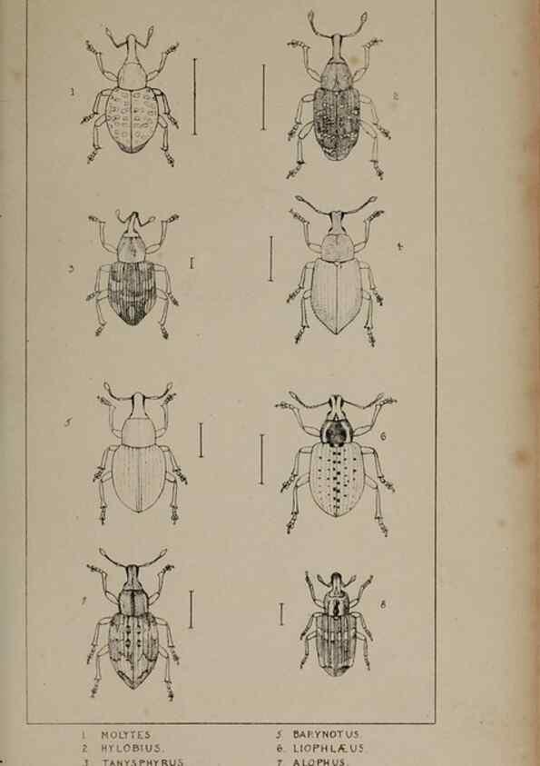 Reproducción/Reproduction 24565376251: The British Coleoptera delineated,. London,W. Crofts,1840.