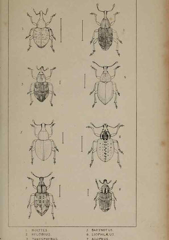 Reproducción/Reproduction 24565376251: The British Coleoptera delineated,. London,W. Crofts,1840.