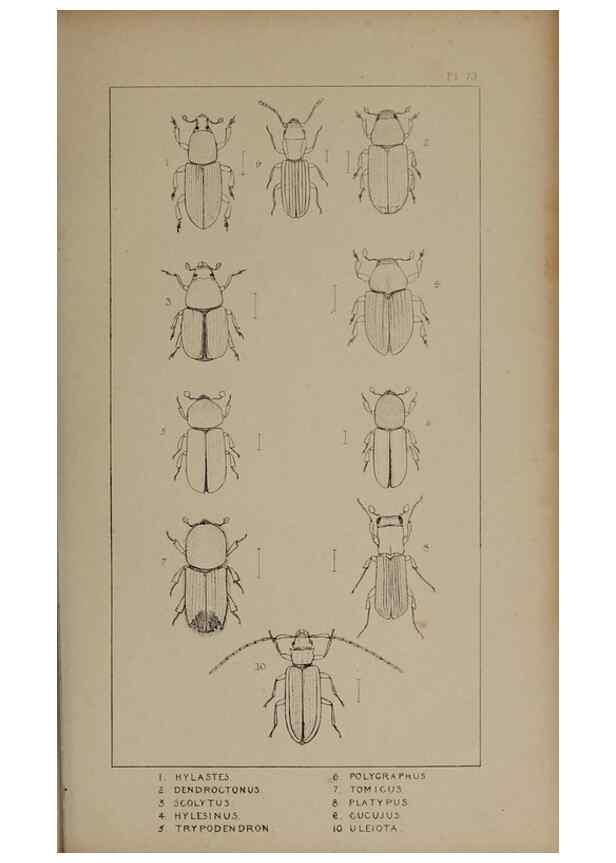 Reproducción/Reproduction 24621381786: The British Coleoptera delineated,. London,W. Crofts,1840.