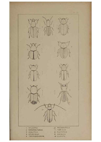 Reproducción/Reproduction 24621381786: The British Coleoptera delineated,. London,W. Crofts,1840.