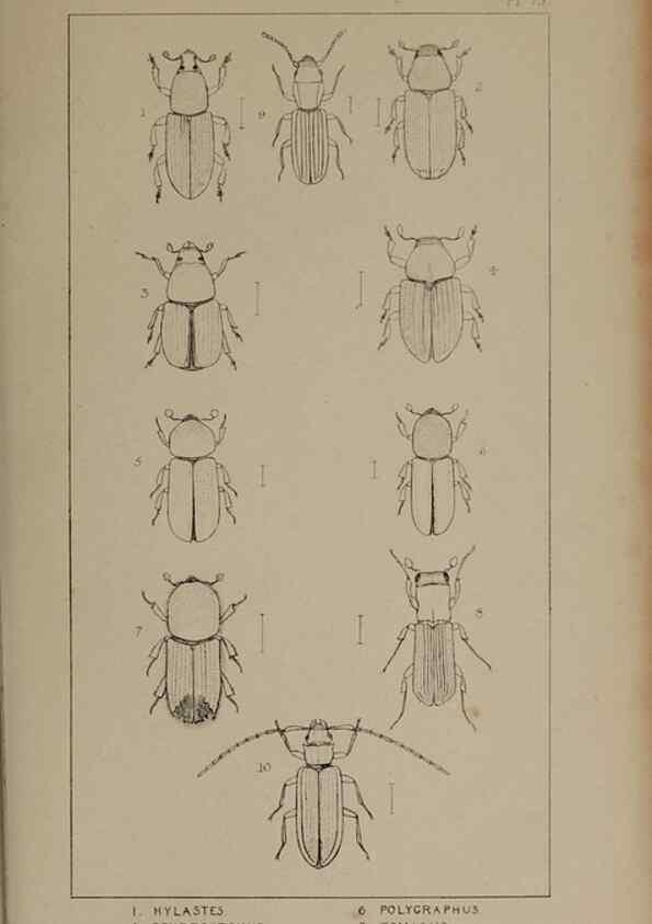 Reproducción/Reproduction 24621381786: The British Coleoptera delineated,. London,W. Crofts,1840.