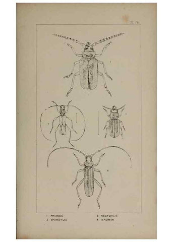 Reproducción/Reproduction 24539214272: The British Coleoptera delineated,. London,W. Crofts,1840.