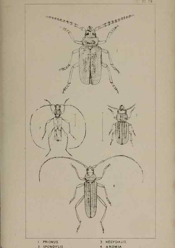 Reproducción/Reproduction 24539214272: The British Coleoptera delineated,. London,W. Crofts,1840.