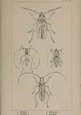 Reproducción/Reproduction 24539214272: The British Coleoptera delineated,. London,W. Crofts,1840.