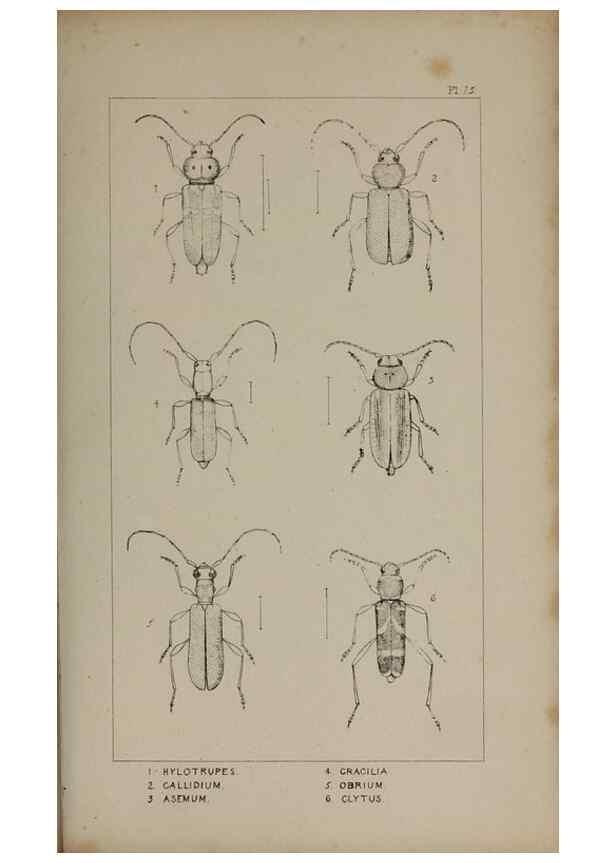 Reproducción/Reproduction 24020778103: The British Coleoptera delineated,. London,W. Crofts,1840.