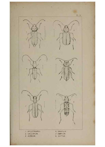 Reproducción/Reproduction 24020778103: The British Coleoptera delineated,. London,W. Crofts,1840.