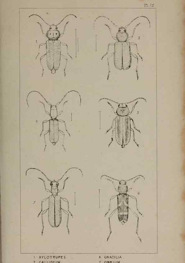 Reproducción/Reproduction 24020778103: The British Coleoptera delineated,. London,W. Crofts,1840.