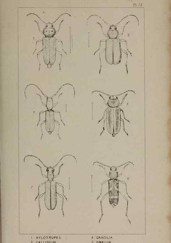 Reproducción/Reproduction 24020778103: The British Coleoptera delineated,. London,W. Crofts,1840.