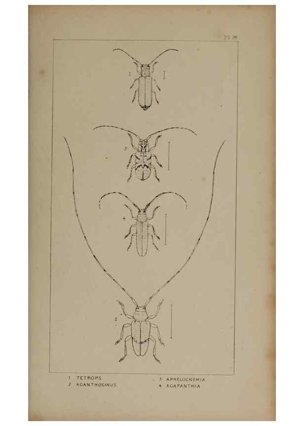 Reproducción/Reproduction 24539220532: The British Coleoptera delineated,. London,W. Crofts,1840.
