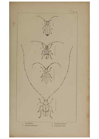 Reproducción/Reproduction 24539220532: The British Coleoptera delineated,. London,W. Crofts,1840.