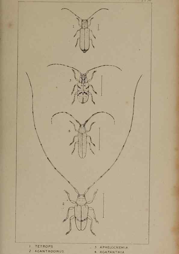 Reproducción/Reproduction 24539220532: The British Coleoptera delineated,. London,W. Crofts,1840.