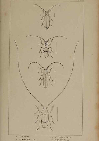 Reproducción/Reproduction 24539220532: The British Coleoptera delineated,. London,W. Crofts,1840.