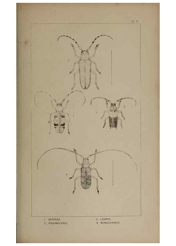 Reproducción/Reproduction 24020790173: The British Coleoptera delineated,. London,W. Crofts,1840.