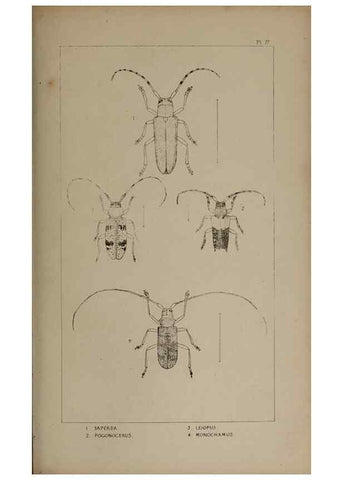 Reproducción/Reproduction 24020790173: The British Coleoptera delineated,. London,W. Crofts,1840.