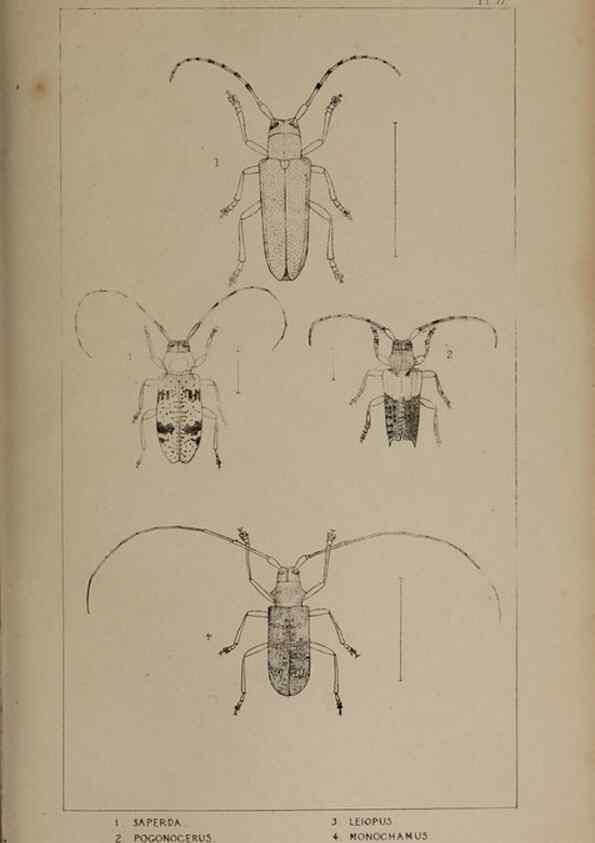 Reproducción/Reproduction 24020790173: The British Coleoptera delineated,. London,W. Crofts,1840.