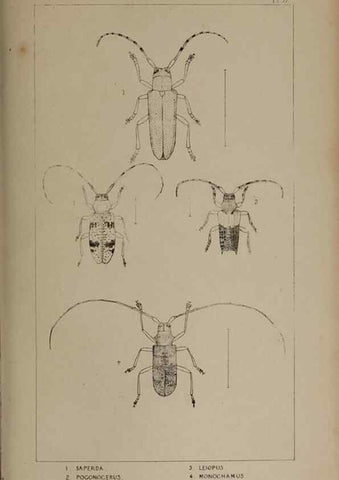 Reproducción/Reproduction 24020790173: The British Coleoptera delineated,. London,W. Crofts,1840.