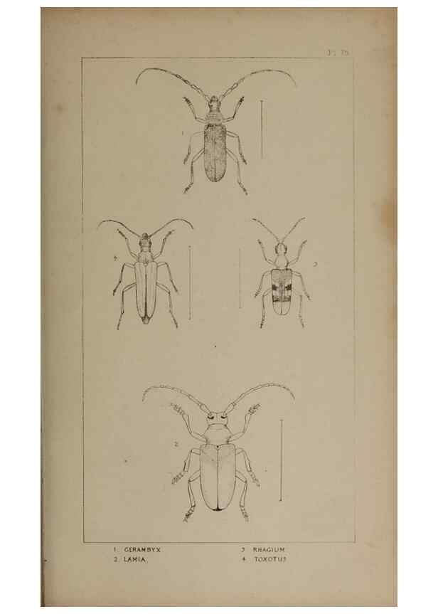 Reproducción/Reproduction 24647592555: The British Coleoptera delineated,. London,W. Crofts,1840.