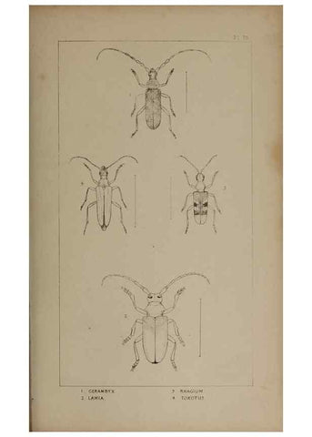 Reproducción/Reproduction 24647592555: The British Coleoptera delineated,. London,W. Crofts,1840.