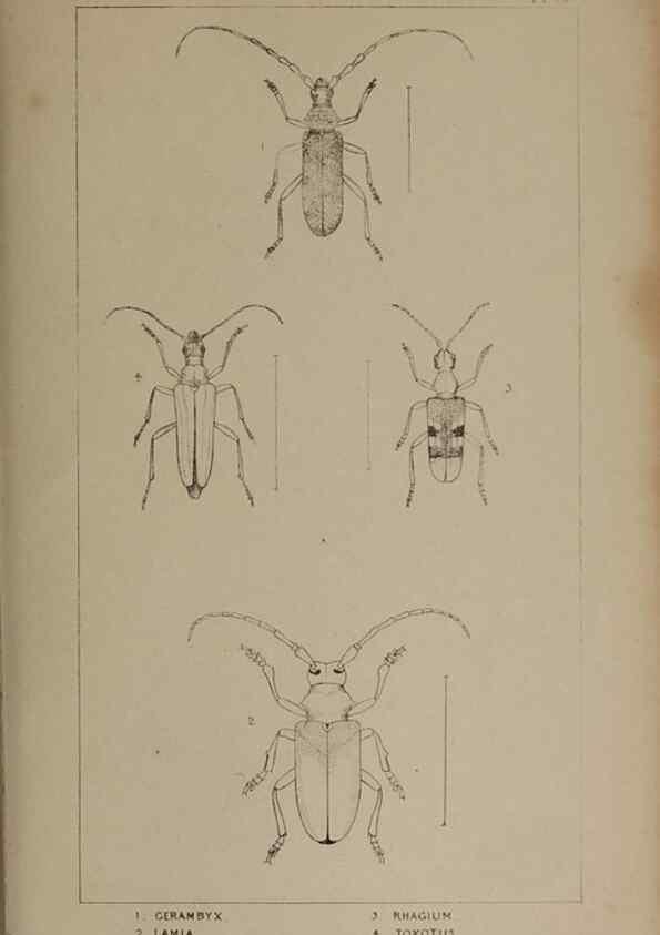 Reproducción/Reproduction 24647592555: The British Coleoptera delineated,. London,W. Crofts,1840.