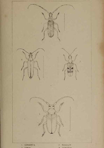 Reproducción/Reproduction 24647592555: The British Coleoptera delineated,. London,W. Crofts,1840.