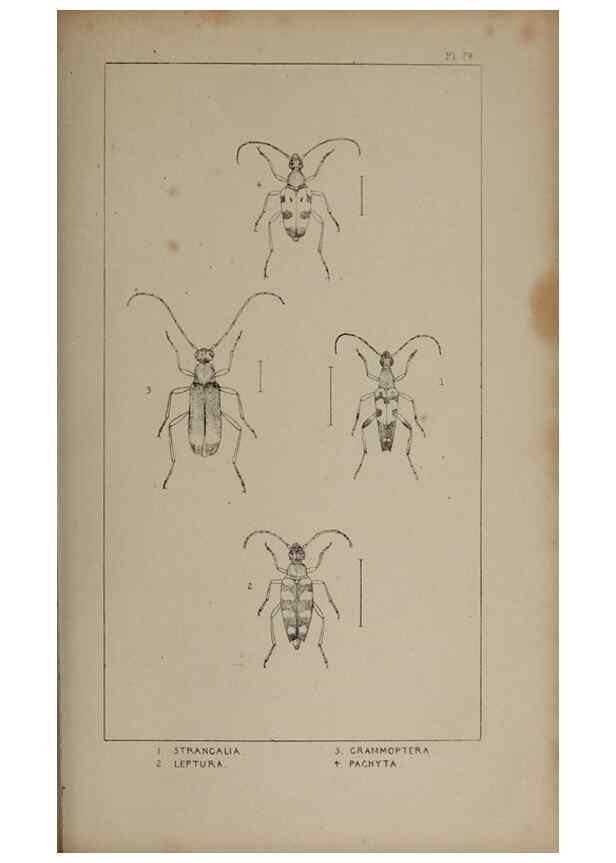 Reproducción/Reproduction 24621405186: The British Coleoptera delineated,. London,W. Crofts,1840.