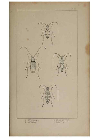 Reproducción/Reproduction 24621405186: The British Coleoptera delineated,. London,W. Crofts,1840.