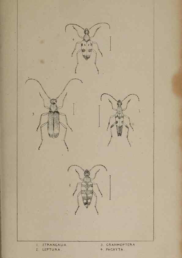 Reproducción/Reproduction 24621405186: The British Coleoptera delineated,. London,W. Crofts,1840.