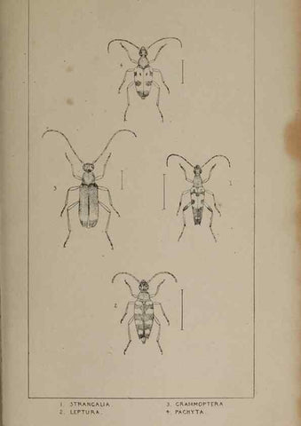 Reproducción/Reproduction 24621405186: The British Coleoptera delineated,. London,W. Crofts,1840.