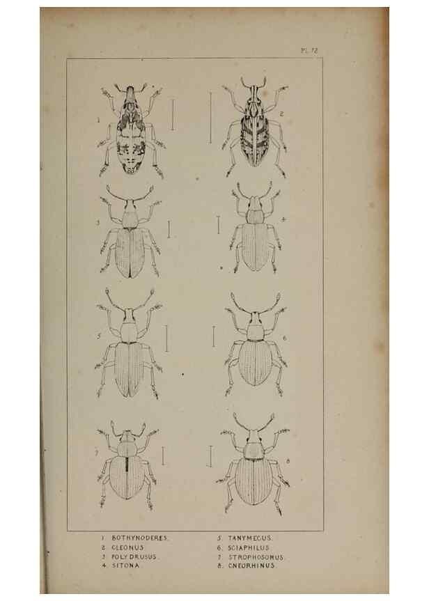 Reproducción/Reproduction 24020766103: The British Coleoptera delineated,. London,W. Crofts,1840.