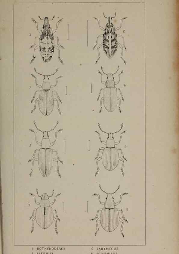 Reproducción/Reproduction 24020766103: The British Coleoptera delineated,. London,W. Crofts,1840.
