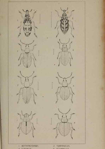 Reproducción/Reproduction 24020766103: The British Coleoptera delineated,. London,W. Crofts,1840.