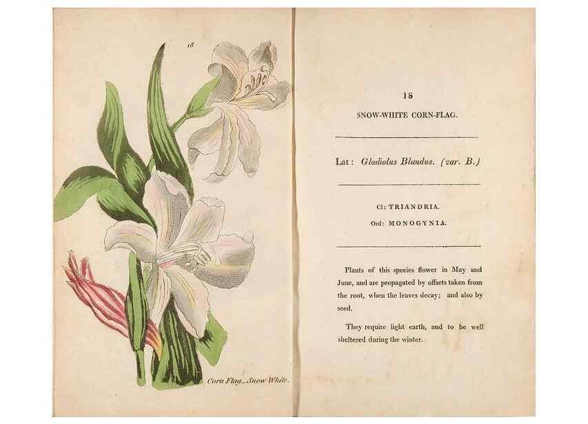 Reproducción/Reproduction 24850848311: Fifty plates of green-house plants, drawn and coloured from nature :. London :Printed for the author by T. Bensley,1807.