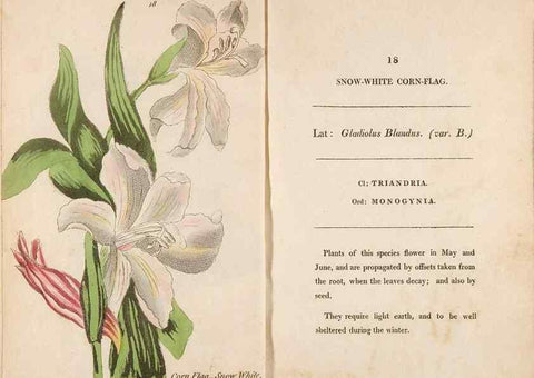 Reproducción/Reproduction 24850848311: Fifty plates of green-house plants, drawn and coloured from nature :. London :Printed for the author by T. Bensley,1807.