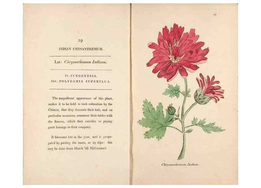 Reproducción/Reproduction 24313589334: Fifty plates of green-house plants, drawn and coloured from nature :. London :Printed for the author by T. Bensley,1807.