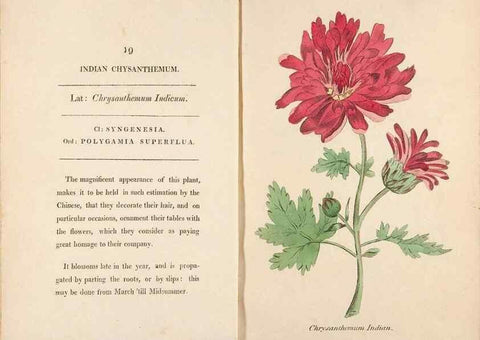 Reproducción/Reproduction 24313589334: Fifty plates of green-house plants, drawn and coloured from nature :. London :Printed for the author by T. Bensley,1807.