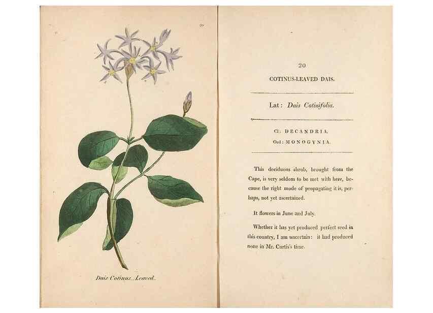 Reproducción/Reproduction 24317338363: Fifty plates of green-house plants, drawn and coloured from nature :. London :Printed for the author by T. Bensley,1807.