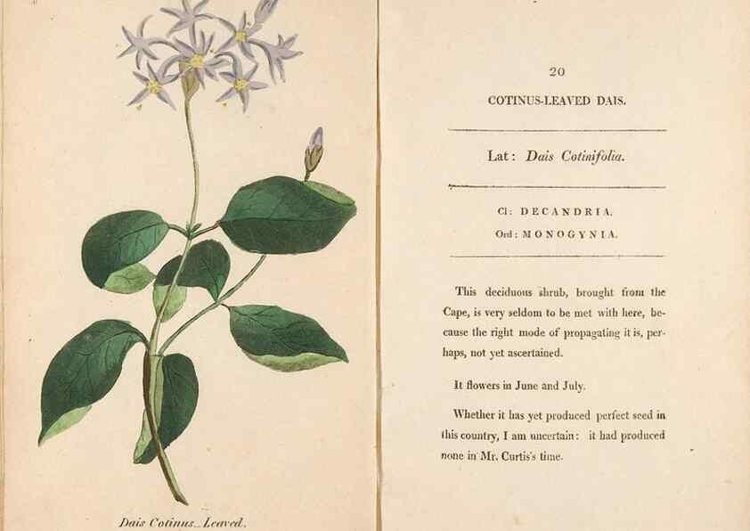 Reproducción/Reproduction 24317338363: Fifty plates of green-house plants, drawn and coloured from nature :. London :Printed for the author by T. Bensley,1807.