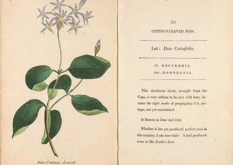 Reproducción/Reproduction 24317338363: Fifty plates of green-house plants, drawn and coloured from nature :. London :Printed for the author by T. Bensley,1807.