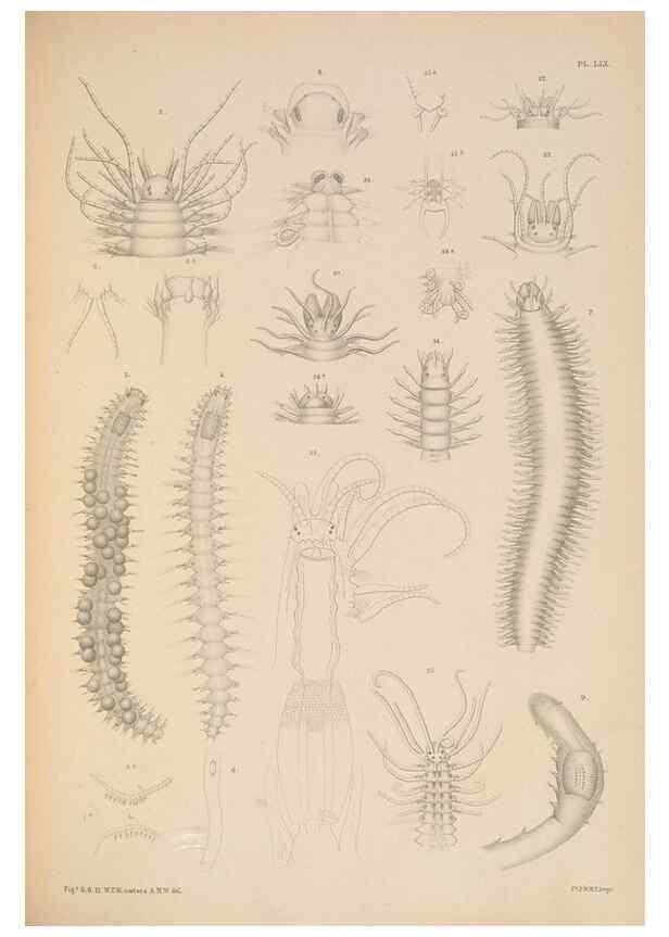 Reproducción/Reproduction 24842537662: A monograph of the British marine annelids.. London,The Ray society,1873/1900-1922/23.
