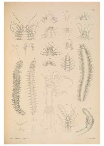 Reproducción/Reproduction 24842537662: A monograph of the British marine annelids.. London,The Ray society,1873/1900-1922/23.