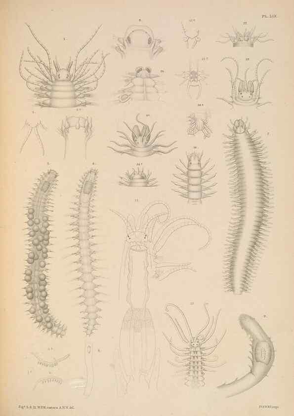 Reproducción/Reproduction 24842537662: A monograph of the British marine annelids.. London,The Ray society,1873/1900-1922/23.