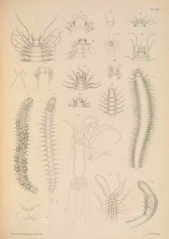 Reproducción/Reproduction 24842537662: A monograph of the British marine annelids.. London,The Ray society,1873/1900-1922/23.