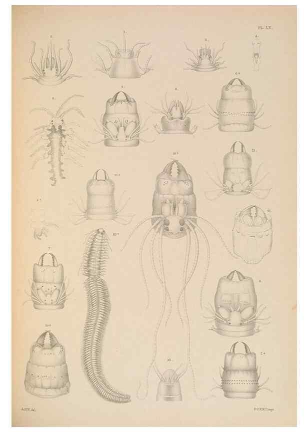 Reproducción/Reproduction 24934214056: A monograph of the British marine annelids.. London,The Ray society,1873/1900-1922/23.