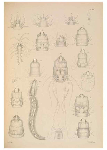 Reproducción/Reproduction 24934214056: A monograph of the British marine annelids.. London,The Ray society,1873/1900-1922/23.