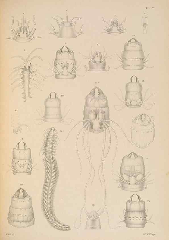Reproducción/Reproduction 24934214056: A monograph of the British marine annelids.. London,The Ray society,1873/1900-1922/23.