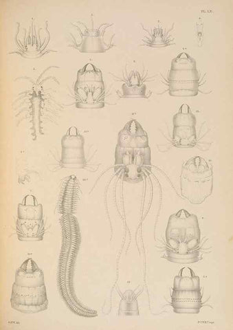 Reproducción/Reproduction 24934214056: A monograph of the British marine annelids.. London,The Ray society,1873/1900-1922/23.