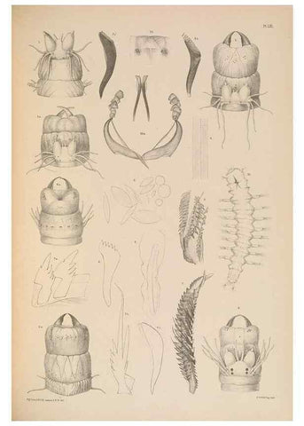 Reproducción/Reproduction 24333665453: A monograph of the British marine annelids.. London,The Ray society,1873/1900-1922/23.