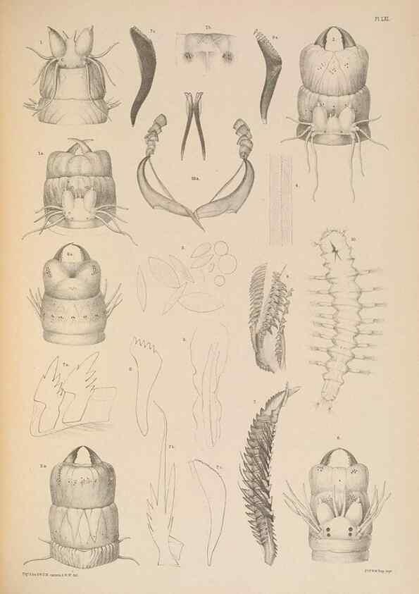 Reproducción/Reproduction 24333665453: A monograph of the British marine annelids.. London,The Ray society,1873/1900-1922/23.