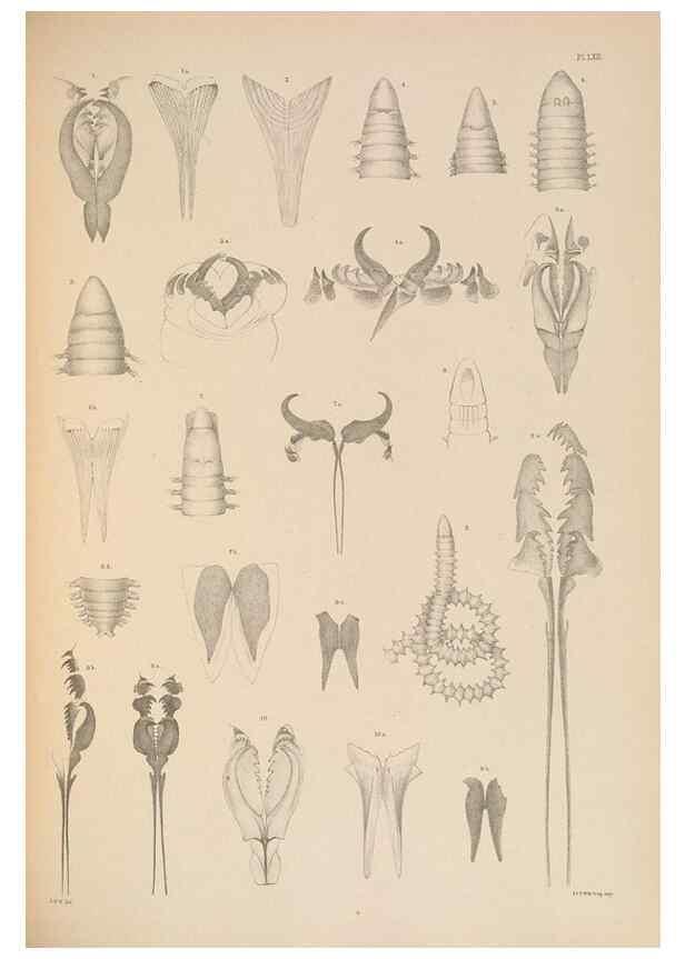 Reproducción/Reproduction 24867200671: A monograph of the British marine annelids.. London,The Ray society,1873/1900-1922/23.